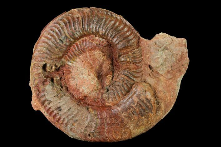 Toarcian Ammonite (Hammatoceras) Fossil - France #153155